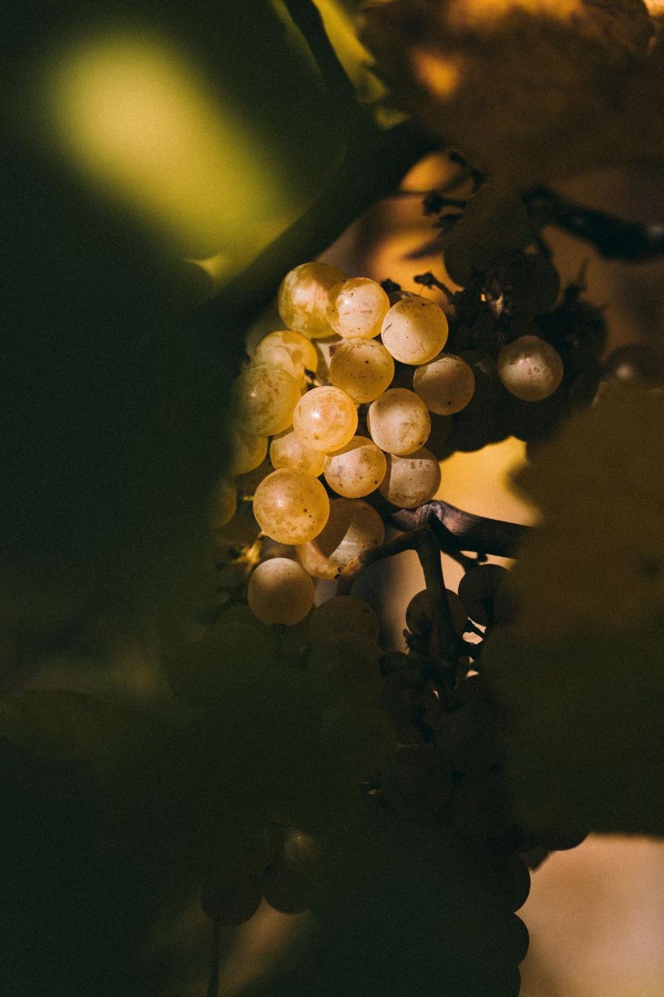 مبيت وإفطار بافلوف Marinada Vinicni Dum المظهر الخارجي الصورة