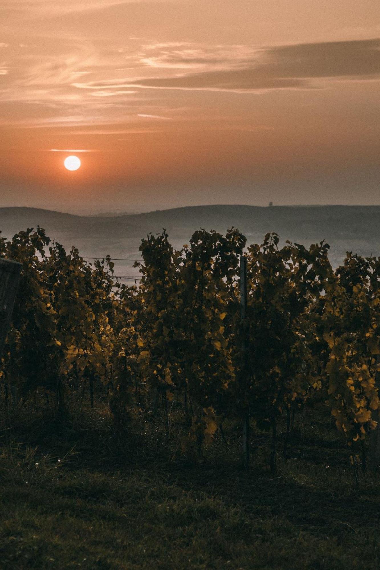مبيت وإفطار بافلوف Marinada Vinicni Dum المظهر الخارجي الصورة